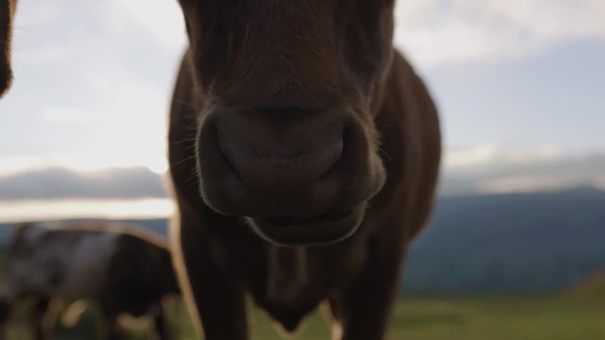 Cow chews as other cattle move across field in the background with mountains on the horizon