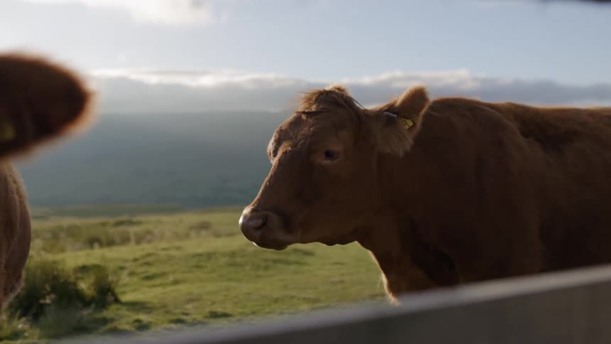 A cow chews on grass while standing beyond a fence during the day