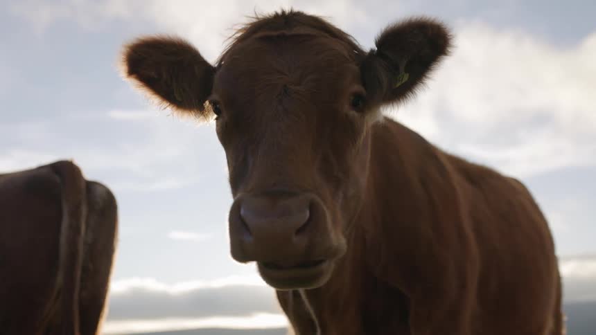 Sun shines from behind a cow as it chews