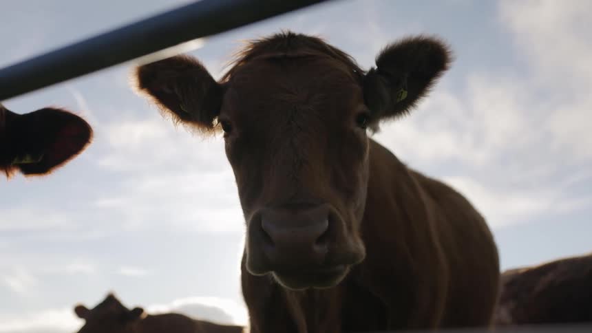 A cow is looking through a fence as it chews with the sun behind it
