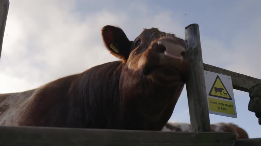 A cow rubs its face against a wooden fence post during the day