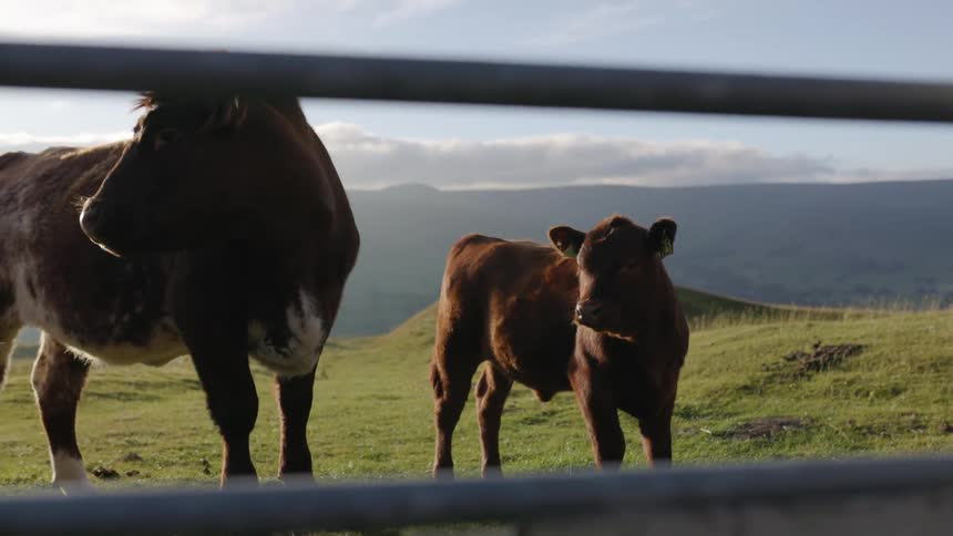 Two cows are on the farm