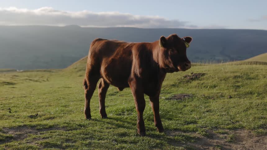 The sun is shining upon a cow standing in the grass and there are mountains in the distance