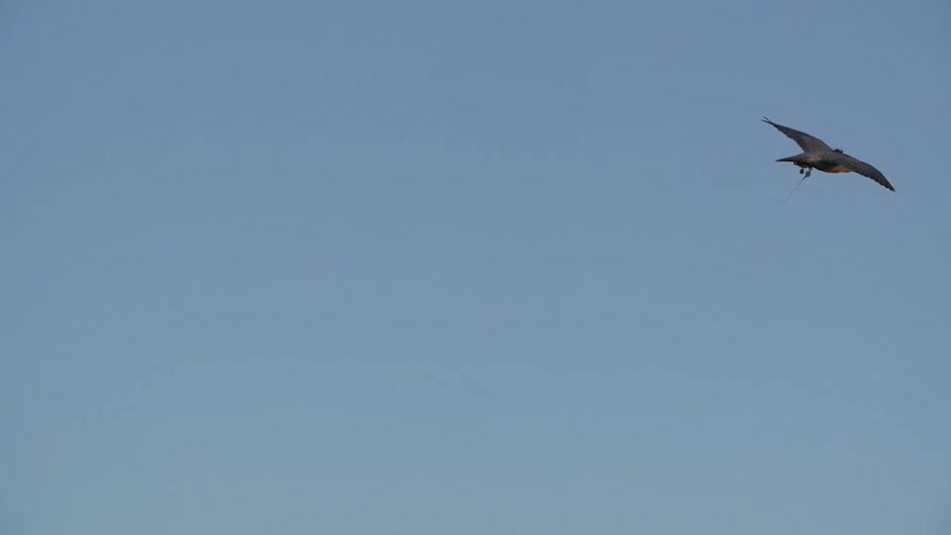 A bird glides high in the sky