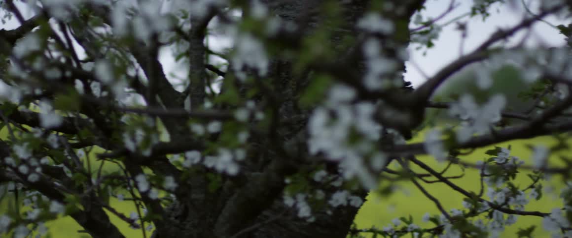 A field of yellow flowers and white blooms on a tree