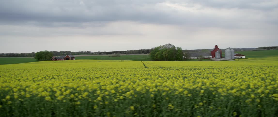 A field of yellow flowers sprawl ahead