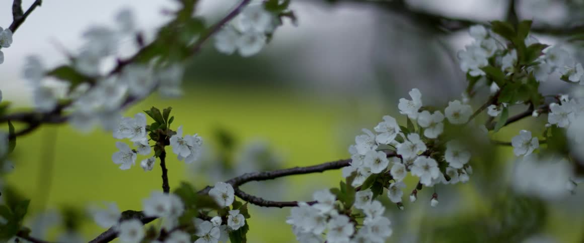 White flowers on a tree