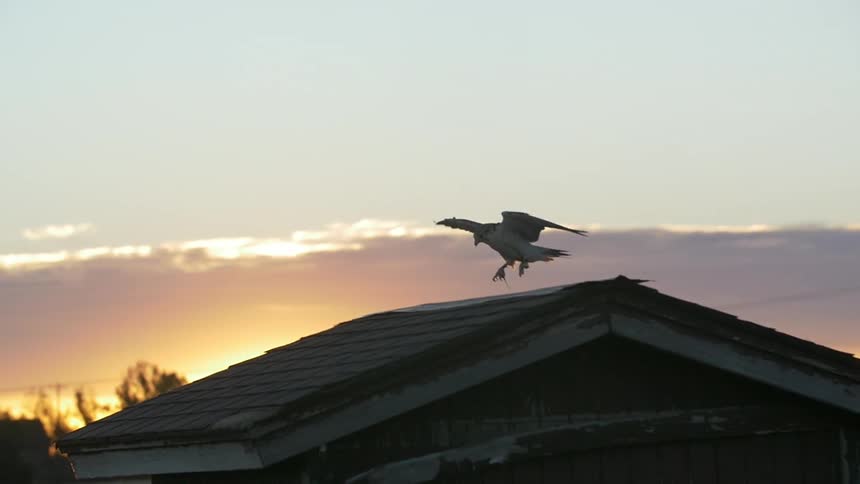 A bird flies over to a shed and lands on the roof