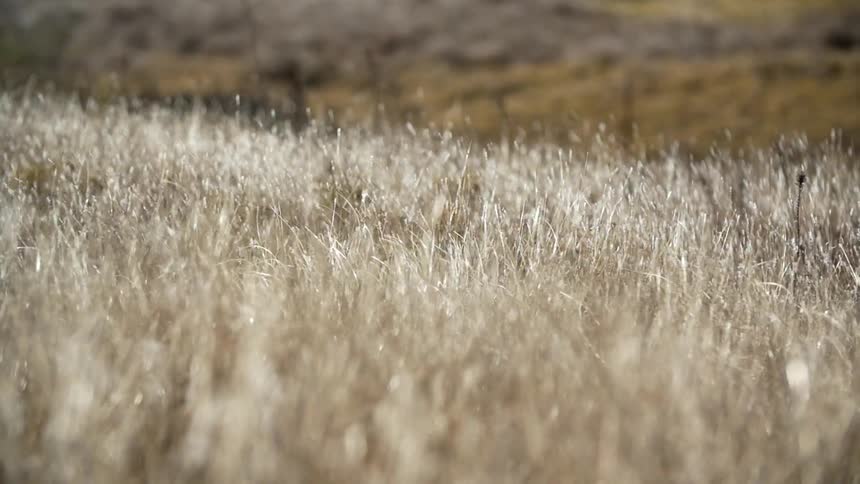 Yellow grass blows in the wind of this field