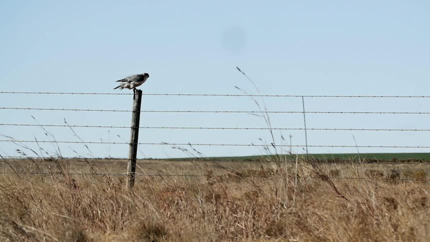 A bird is perched on a wire fence on a windy day