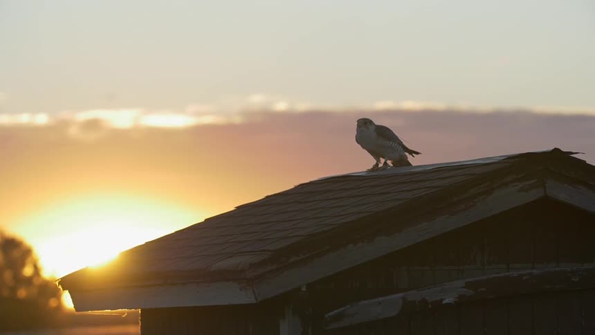 A bird sits on a roof at sunset