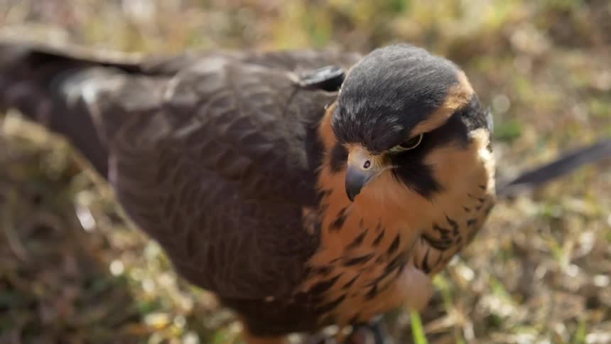 A bird looking around before grooming his wing