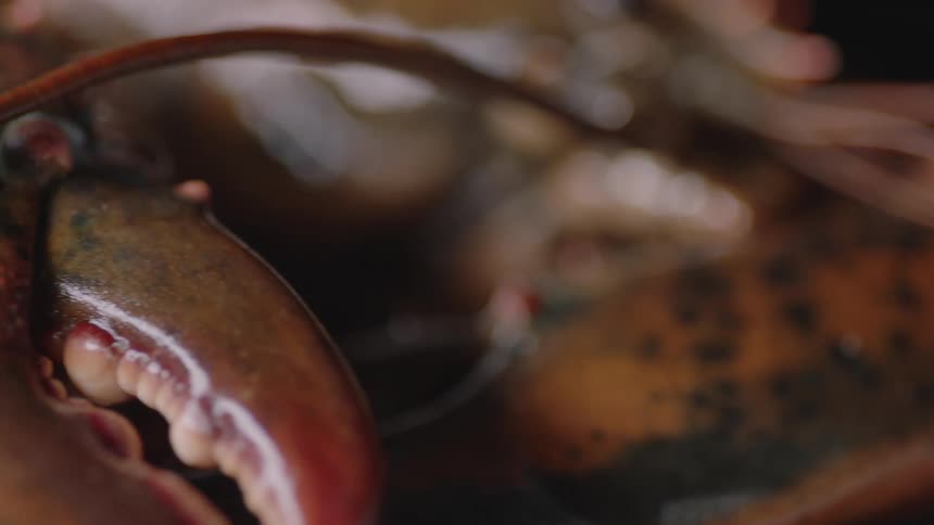 Close up of a lobster ready to be cooked