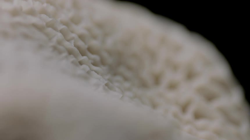 A dried marine coral is seen up close and the details of its complex surface are in focus