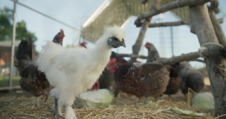 A white silkie chicken standing in a coop while other hens peck away at a cabbage