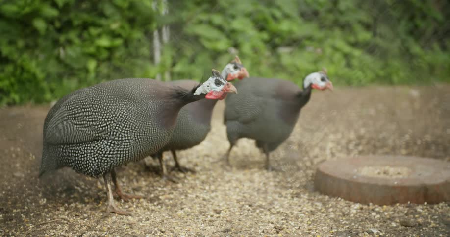 A group of birds walking around outdoors