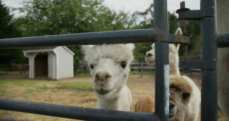 Alpacas graze on a farm behind a fence