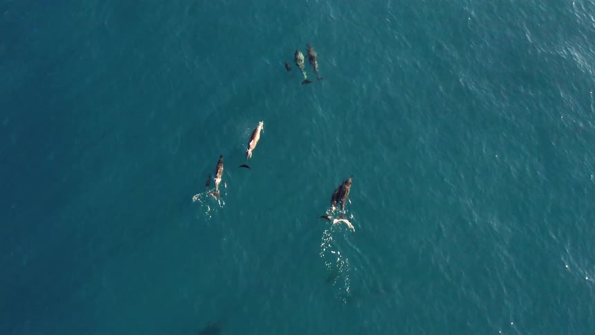 An aerial view of dolphins swimming in the ocean