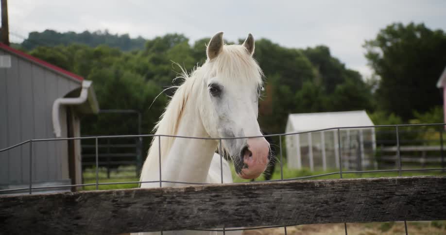 There horses at a farm in the middle of the day time