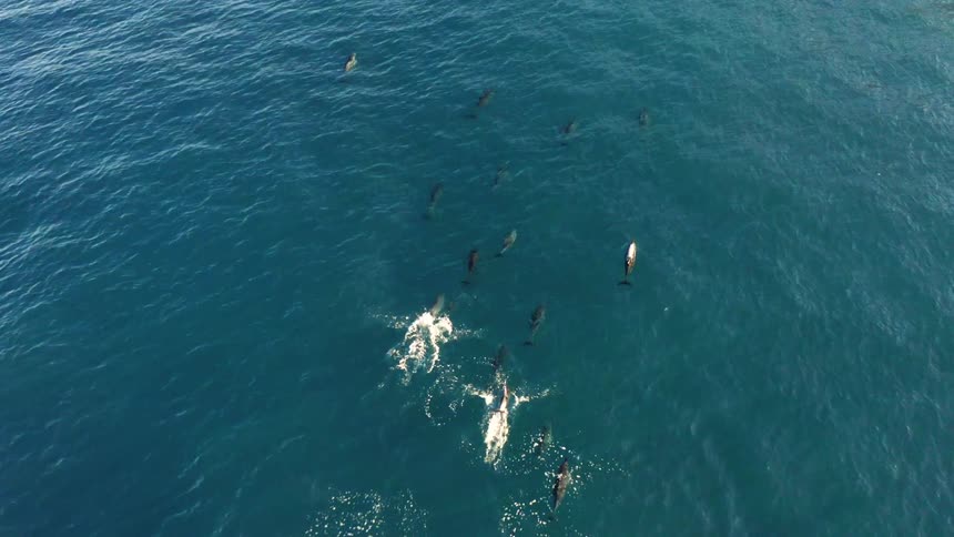 A school of dolphins are jumping out of the water as they swim across the ocean