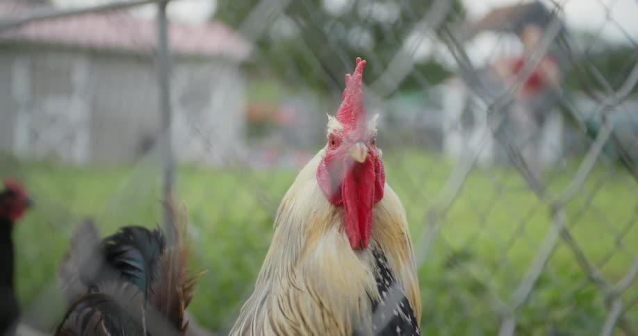 Rooster looks around as person approaches in the background