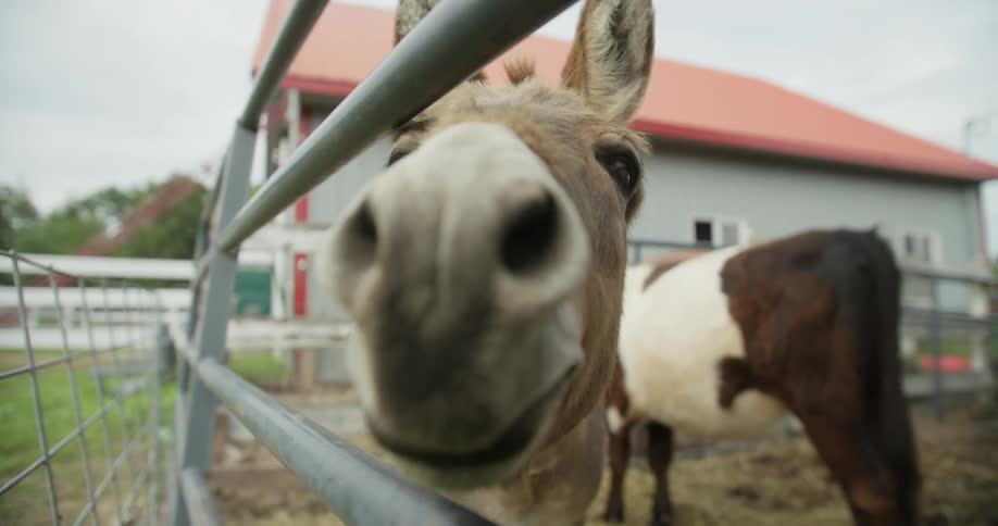 A donkey is sticking its head out of a fence on a farm and there is a cow behind it