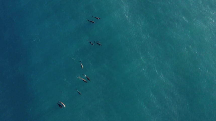 The view is of fish that are swimming in the ocean