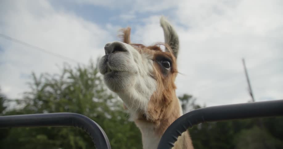 An alpaca looks on from behind a metal fence