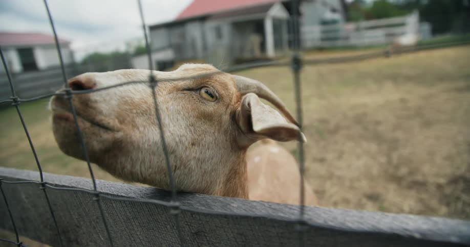 A goat is standing near a fence chewing as it looks around and there are farm buildings in the distance