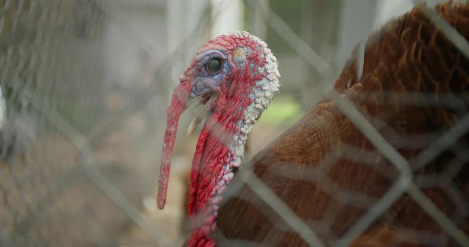 A turkey with a long snood fluffs its feathers and calls with an open beak
