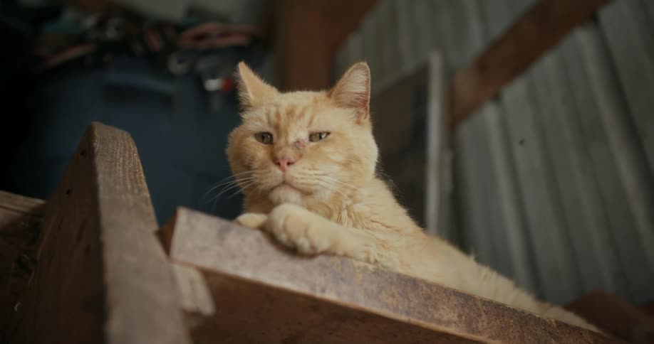 A fly flies by a cat lying in a house