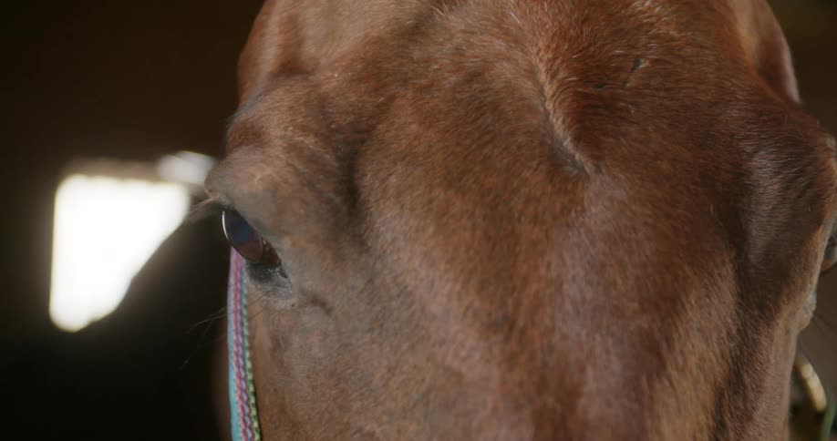 Close up of a horses face
