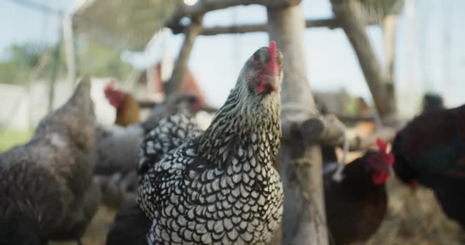 A view of chickens standing outdoors