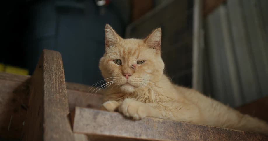 A cat laying around indoors
