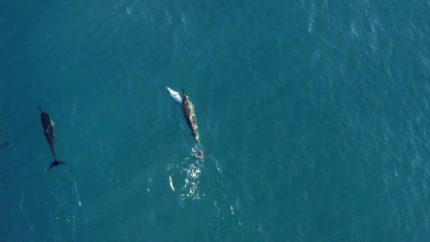 A school of dolphins are swimming and a baby is swimming near its mother