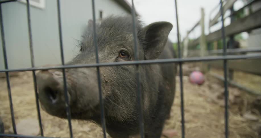 A pig is standing near a fence by a building as it looks around moving its snout