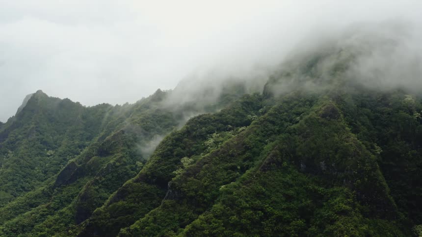 Thick forest covers mountain peaks as fog rolls downhill