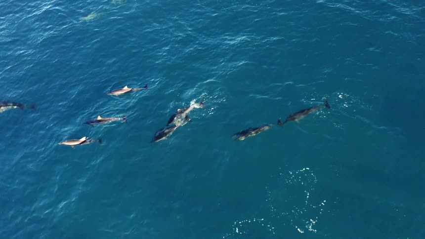 A group of dolphins swim in the ocean