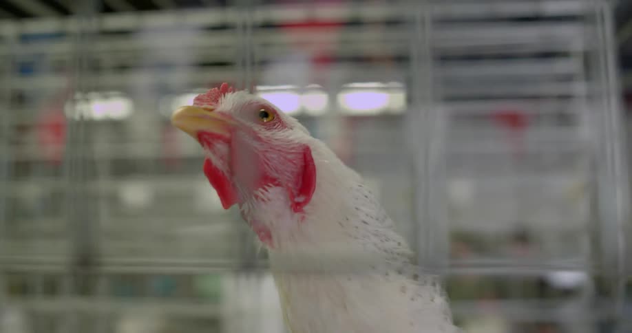 A chicken looks around