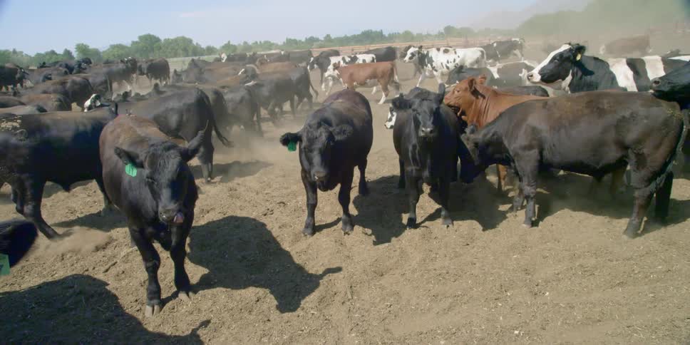 A herd of cows in a dusty field