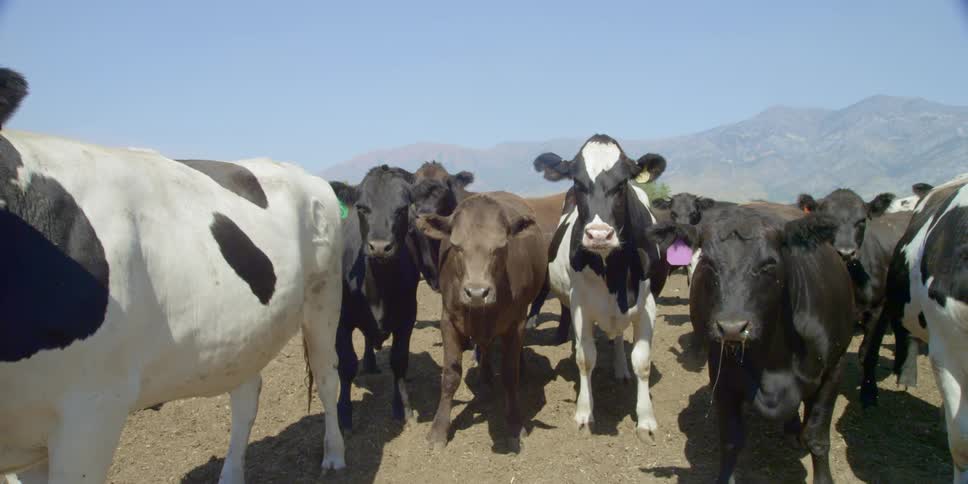 A herd of cows during the day