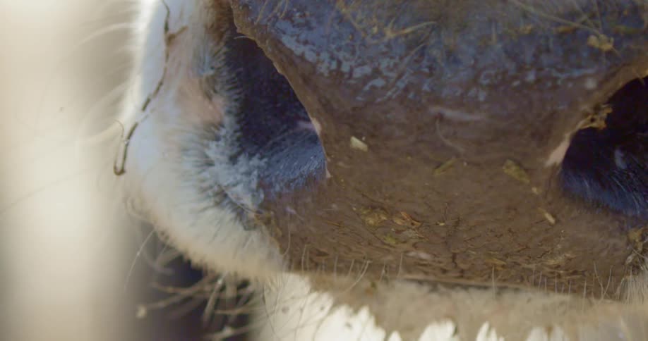 A cow's nose is seen in close up