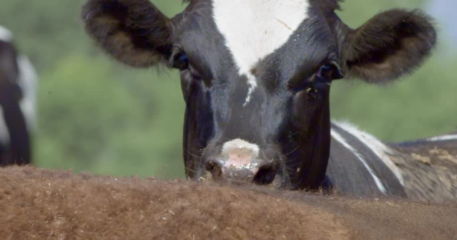 A cow is looking over the back of another animal