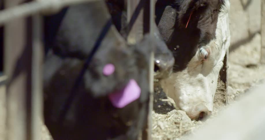 Cows are in a row all eating together