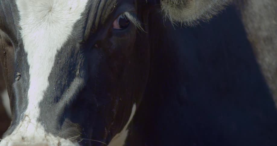 A cow with flies buzzing on it