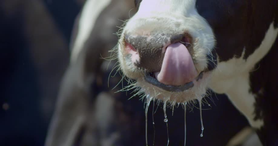 A cow licks the inside of its nose