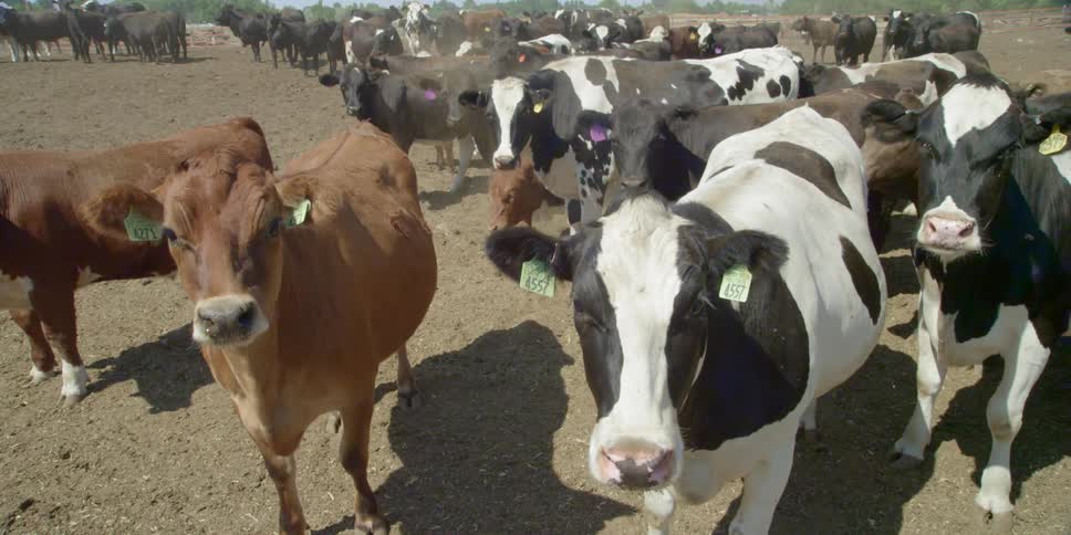 Cows stand in a dirt field