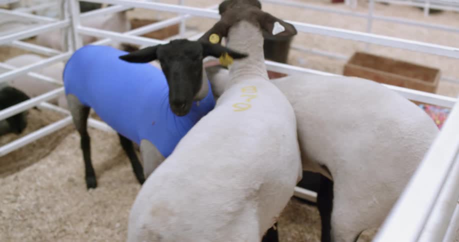 Sheep in a pen walk around bumping into each other