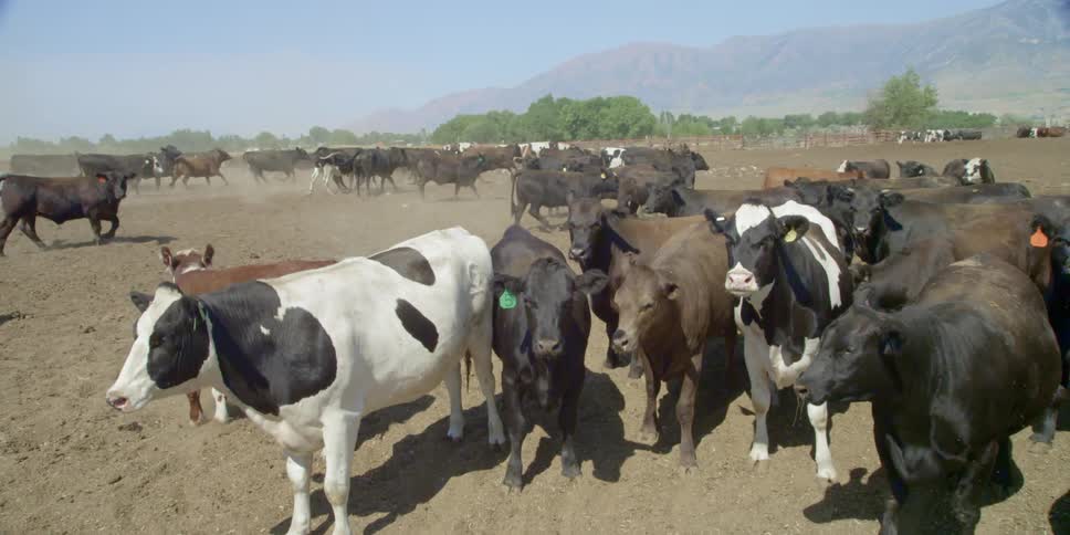 A herd of cows in a dusty field