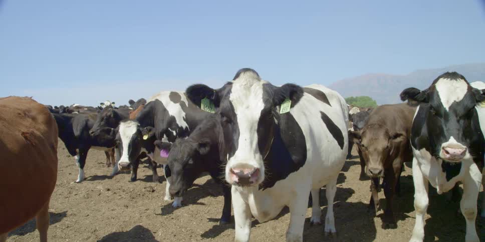 Cows stand in a herd together looking around